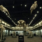 1 skeleton museum