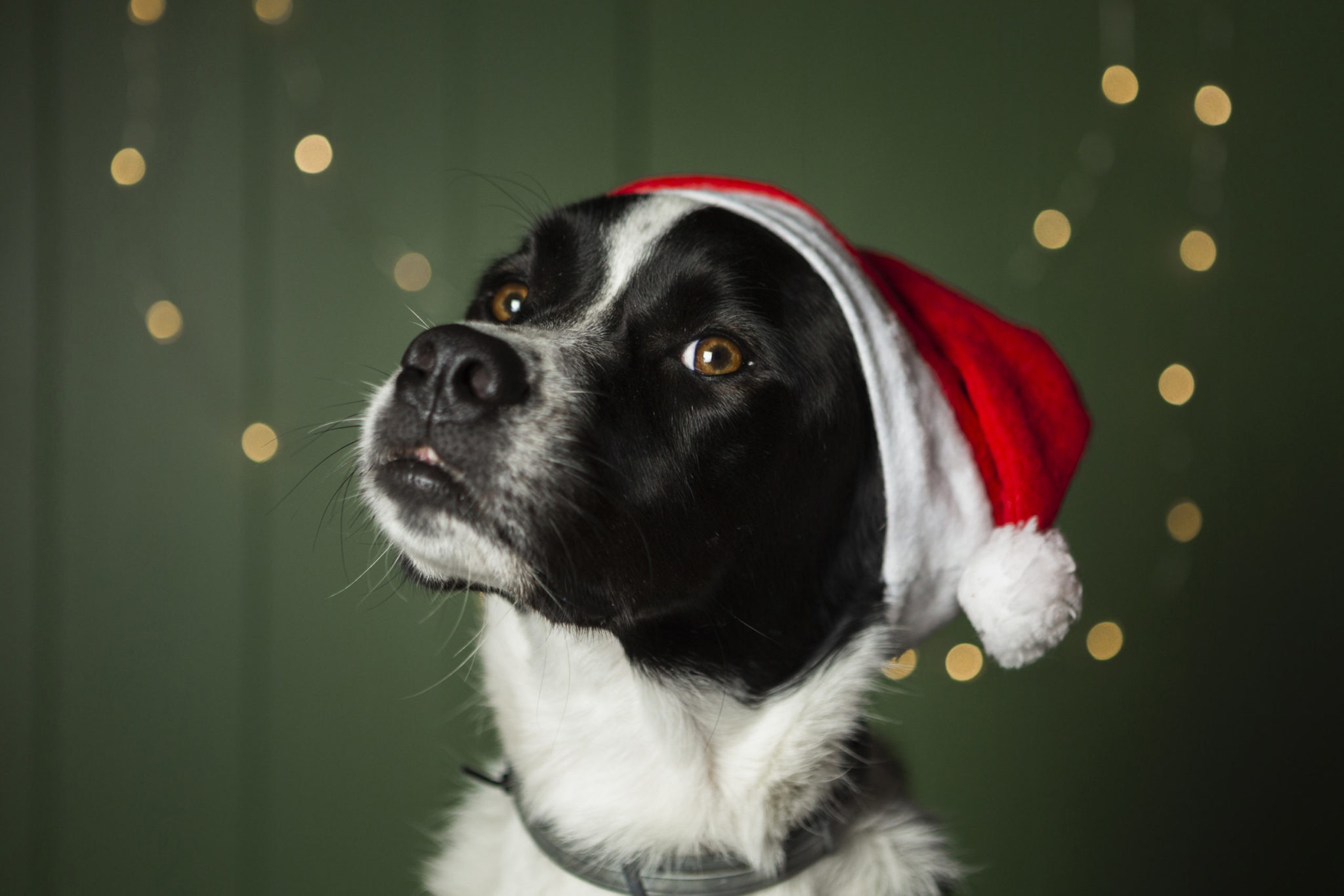 Pets e a decoração de Natal