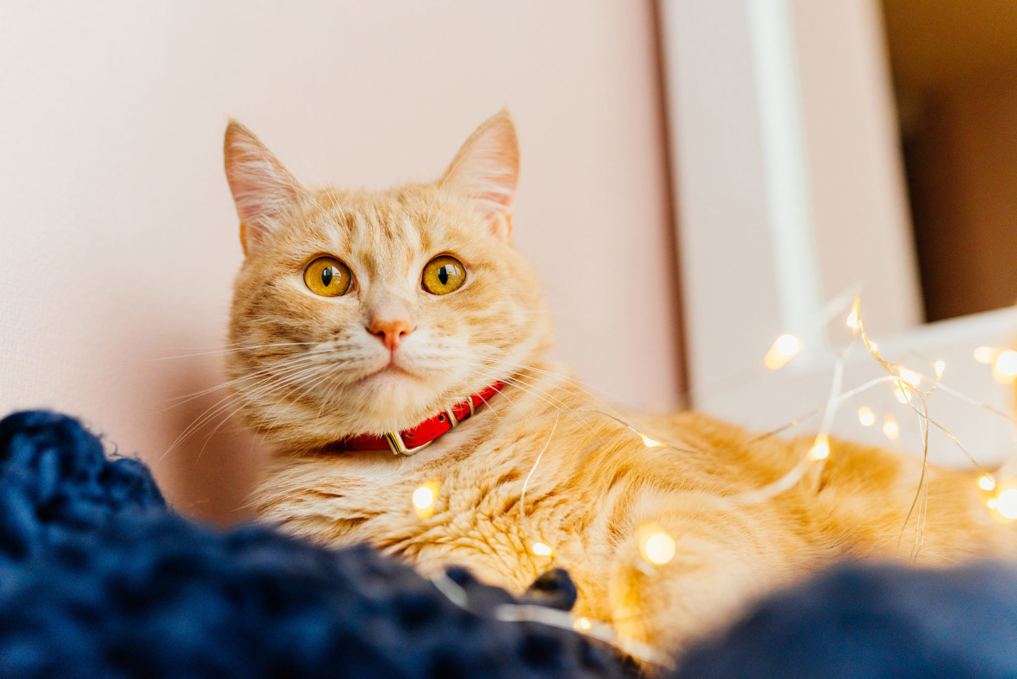 Pets e a decoração de Natal