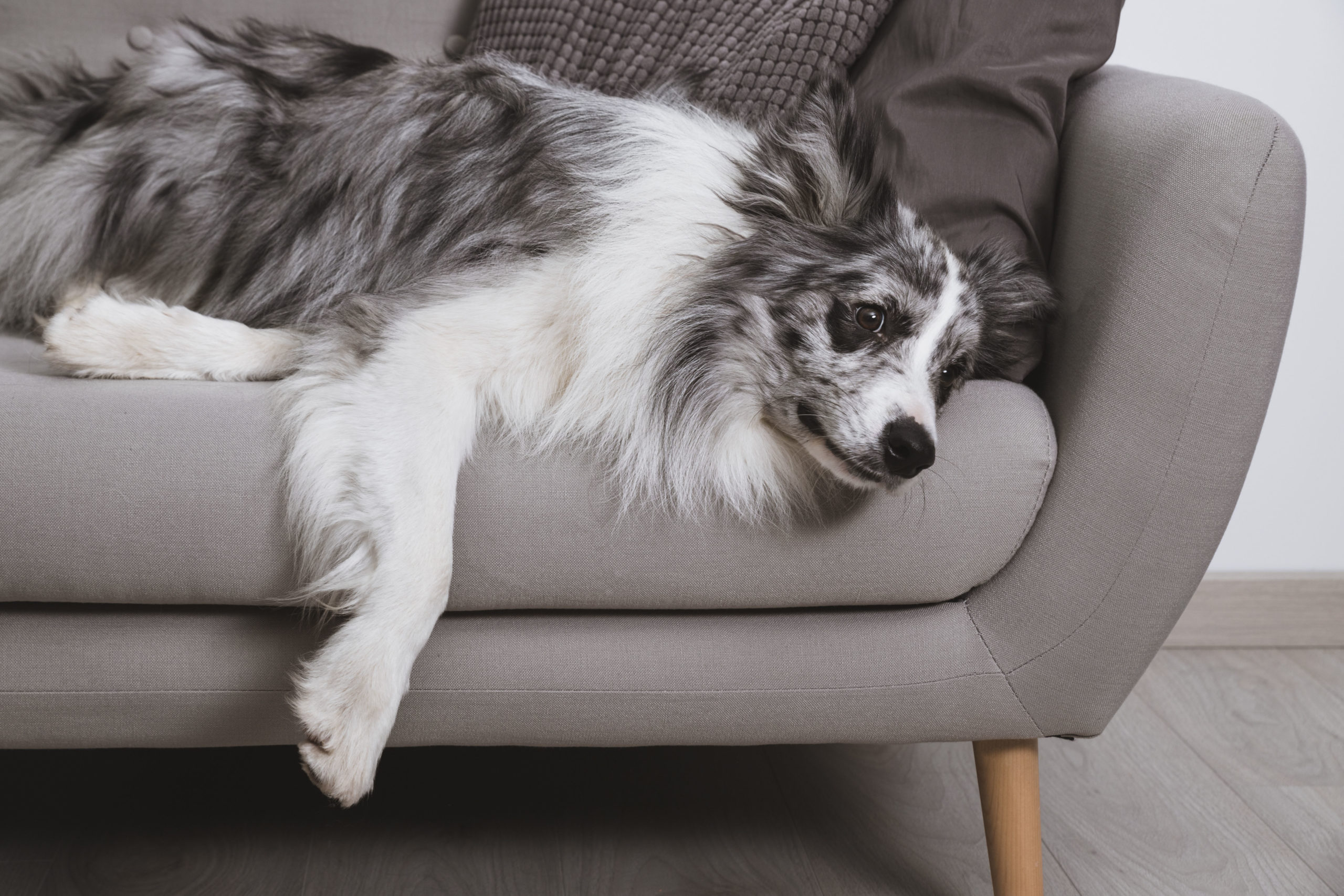 Расслабленная собака. Бордер колли на диване. Диван для собаки. Щенок на диване. Большая собака на диване.