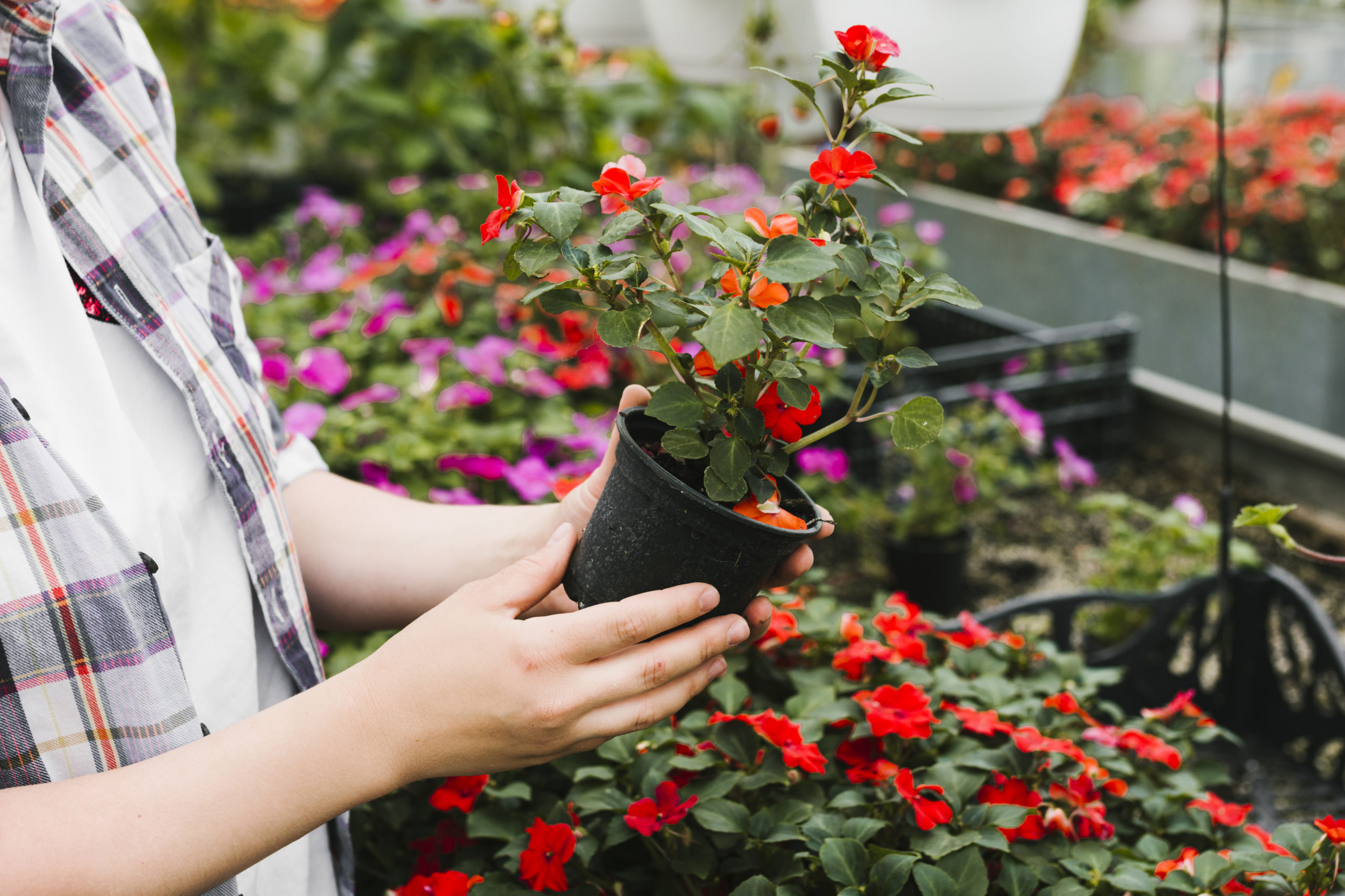 Floriculturas