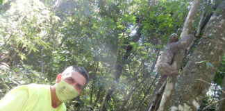 Bicho-preguiça resgatado na Rodovia dos Bandeirantes