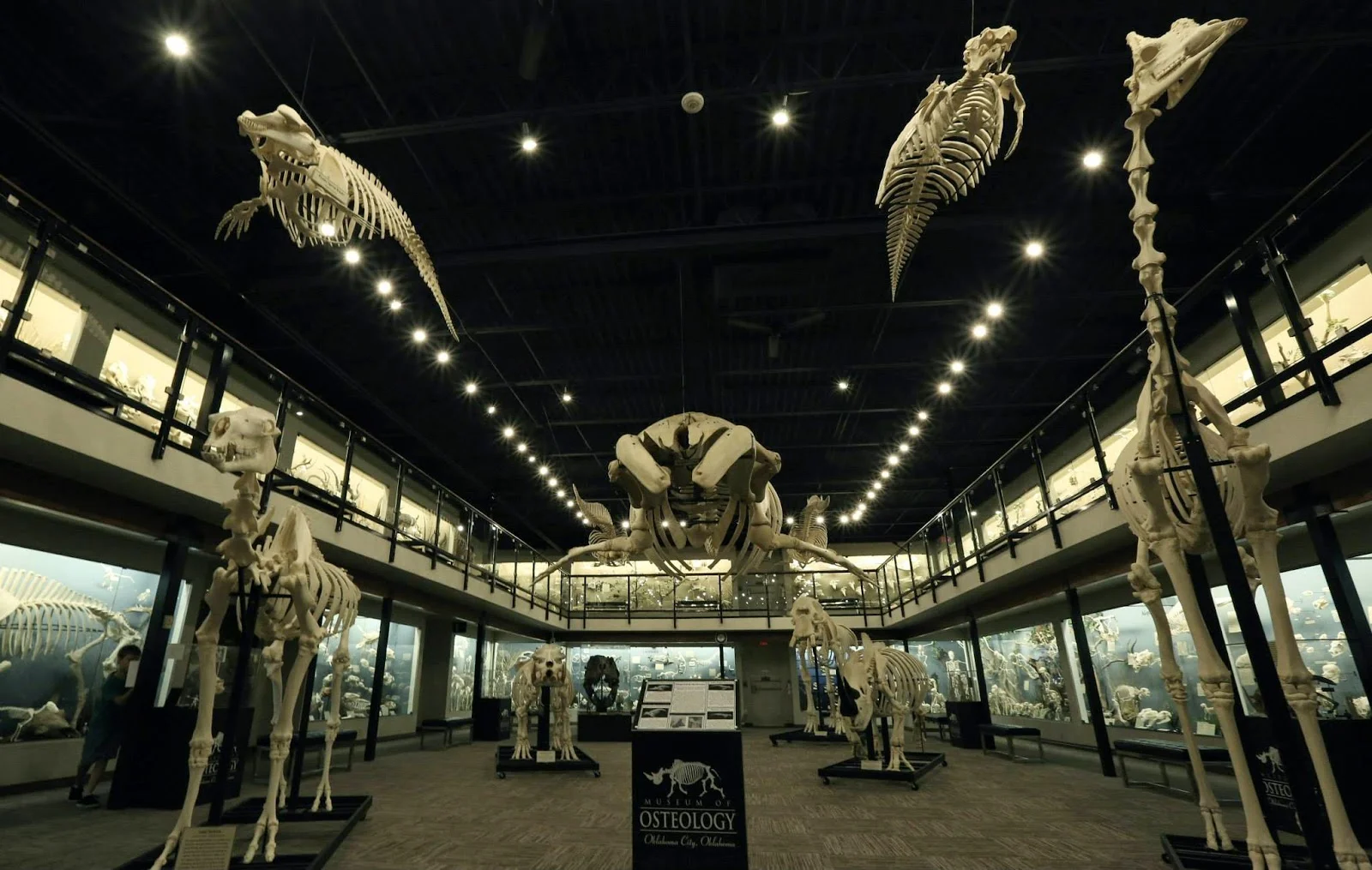 1 skeleton museum
