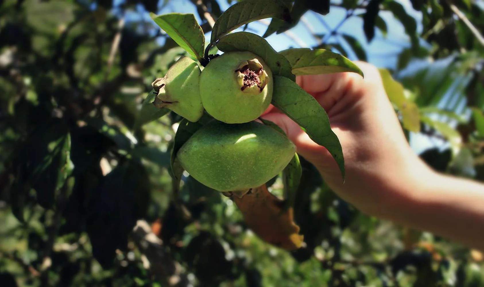 Confira 3 receitas com sabor de Mata Atlântica