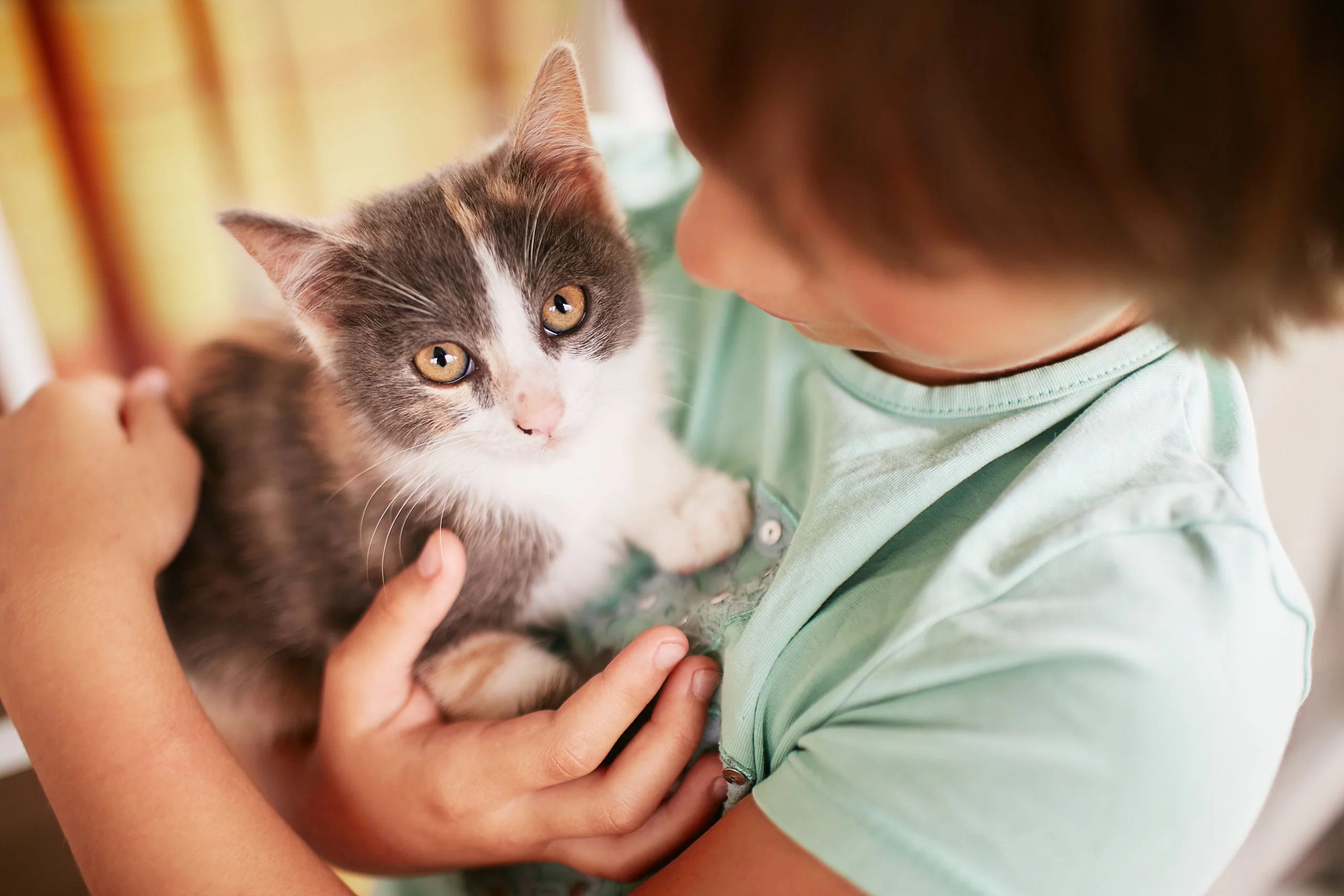 curiosidades sobre o pet